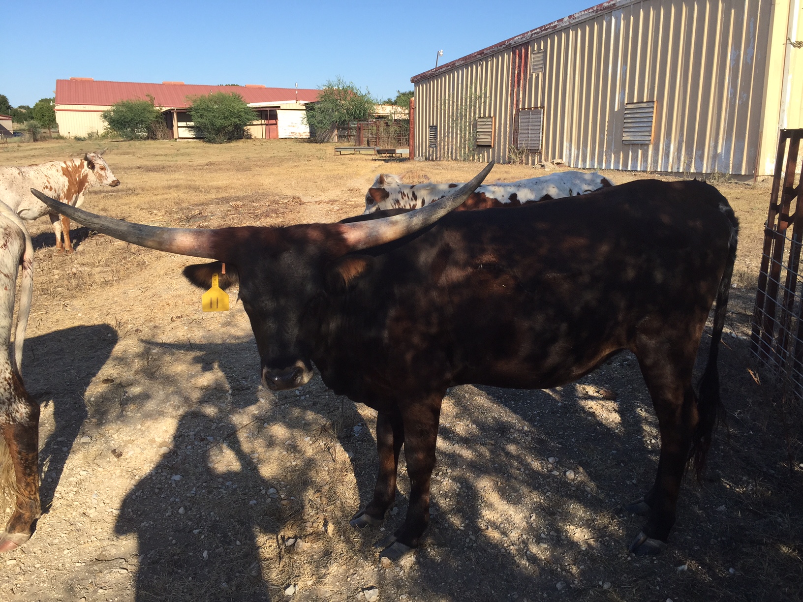 photogallery/img/longhorns/BEME MISS BUZZ.jpg